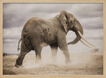 African Elephant Dust | Poster - Wood Frame Interior