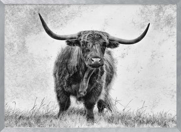 Majestic Highland Cow | Poster - Silver Frame Interior