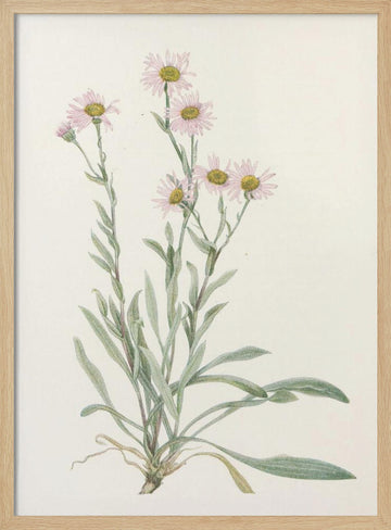 Pink Fleabane From North American Wildflowers (1925) By Mary Vaux Walcott | Poster - Wood Frame Interior