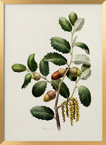 Oak Acorns Botanical | Poster - Gold Frame Interior