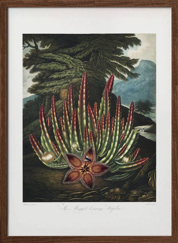 The Maggot–Bearing Stapelia from The Temple of Flora (1807) | Poster - Walnut Frame Interior