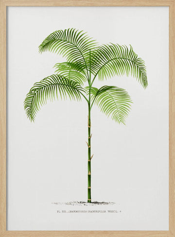 Xiii Chamaedorea G | Poster - Wood Frame Interior