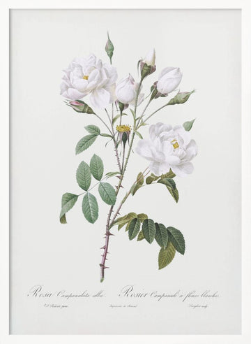 Rosa Gallica Pontiana, Les Roses (1817–1824) | Poster - White Frame Interior