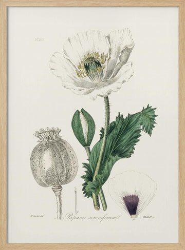 Opium Poppy (papaver Somniferum) Medical Botany | Poster - Wood Frame Interior