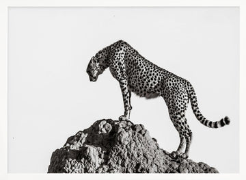 Cheetah On The Rocks | Poster - White Frame Interior