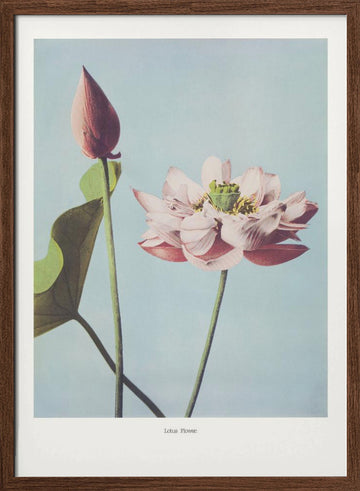  Lotus Flowers | Poster - Walnut Frame Interior
