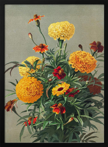 Marigolds | Poster - Black Metal Frame Interior
