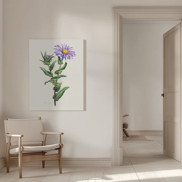Purple Aster Botanical Study | Canvas - Room Interior 1