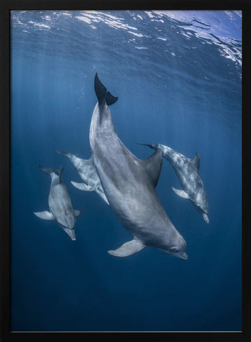 Graceful Dolphins Blue Depths | Poster - Black Metal Frame Interior