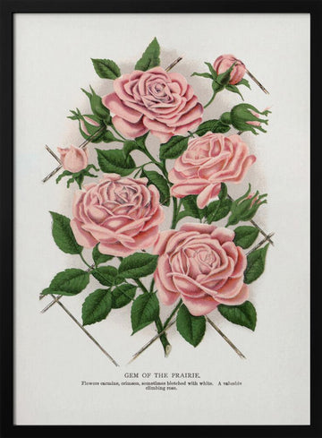 Pink Rose, Gem of the Prairie Lithograph | Poster - Black Metal Frame Interior