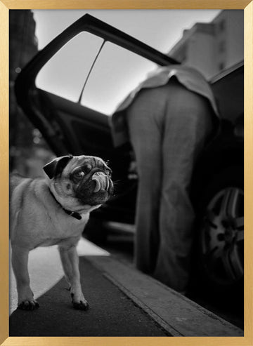 Pug's Funny Moment | Poster - Gold Frame Interior