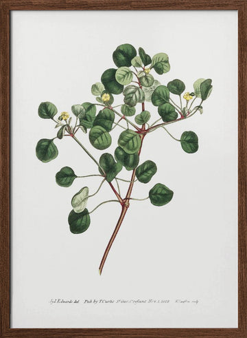 Euphorbia Petiolaris 1805   Flower Garden Displayed By Francis Sansom | Poster - Walnut Frame Interior