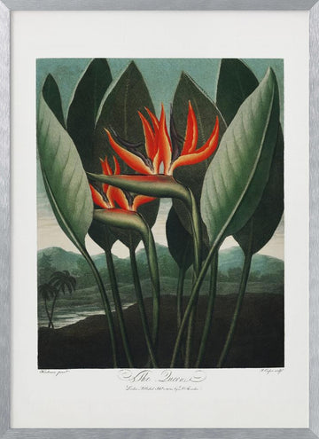 The Queen–Plant from The Temple of Flora (1807) | Poster - Silver Frame Interior