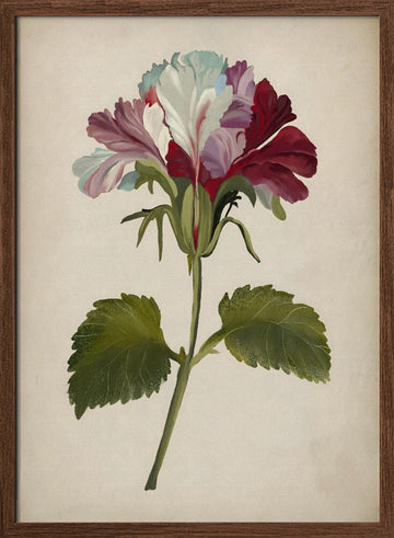 Vibrant Geranium Bloom | Poster - Walnut Frame Interior