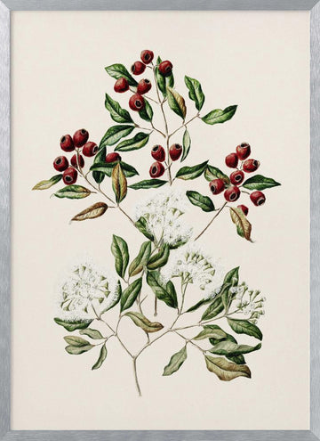 Maire Tawake Drawn By Sarah Featon(1848   1927) | Poster - Silver Frame Interior