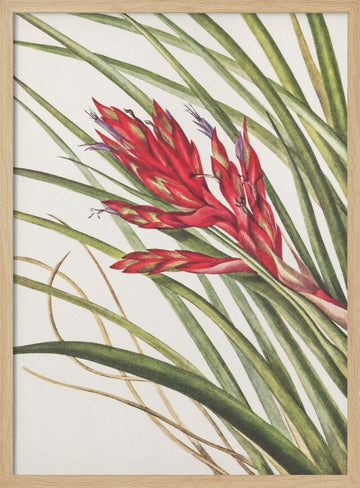 Quill Leaf Tillandsia From North American Wildflowers (1925) By Mary Vaux Walcott | Poster - Wood Frame Interior