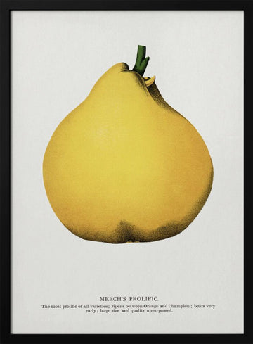 Meech's Prolific Pear Lithograph | Poster - Black Metal Frame Interior