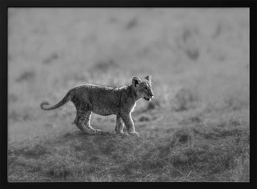 Baby Lion Cub Stroll | Poster - Black Metal Frame Interior