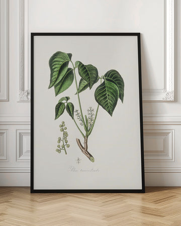 Poison Ivy (rhus Toxicodendron) Medical Botany | Poster - Room Interior 1