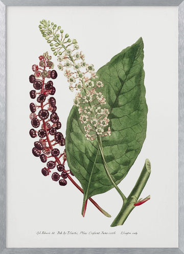 Phytolacca Decandra 1806 Flower Garden Displayed By Francis Sansom | Poster - Silver Frame Interior