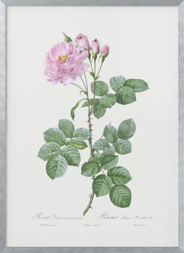 Aurora Poniatowska, Les Roses (1817–1824) | Poster - Silver Frame Interior