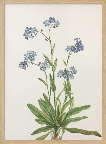 Alpine Forget Me Not From North American Wildflowers (1925) By Mary Vaux Walcott | Poster - Wood Frame Interior