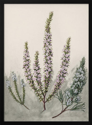 Epacris Drawn By Sarah Featon (1848–1927) | Poster - Black Metal Frame Interior