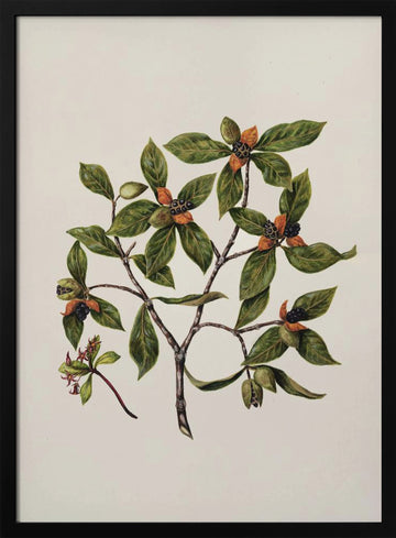 Tawhirikaro Drawn By Sarah Featon (1848–1927) | Poster - Black Metal Frame Interior