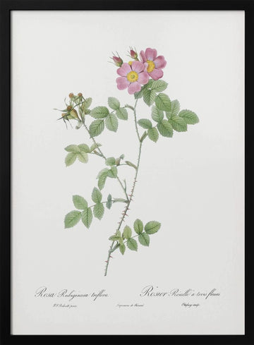 Sweetbriar, Les Roses (1817–1824) | Poster - Black Metal Frame Interior
