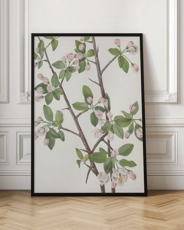 Wild Sweet Crab From North American Wildflowers (1925) By Mary Vaux Walcott. | Poster - Room Interior 1