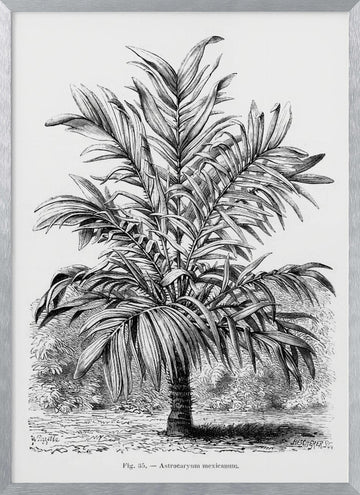 Vintage Palm Tree Drawing Ix | Poster - Silver Frame Interior