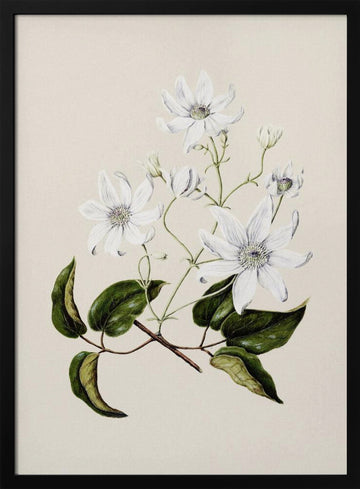 Puawananga   Clematis Indivisa Drawn By Sarah Featon (1848–1927) | Poster - Black Metal Frame Interior