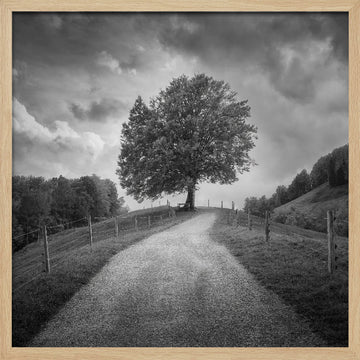 Winding Path Lone Tree | Poster - Wood Frame Interior