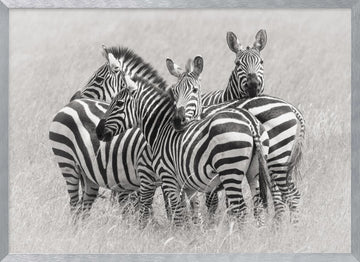 Wild Zebra Herd | Poster - Silver Frame Interior