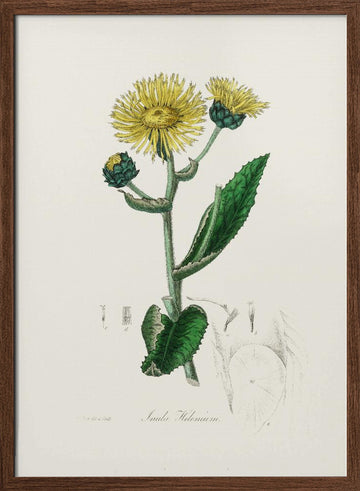 Elecampane (inula Helenium) Medical Botany | Poster - Walnut Frame Interior