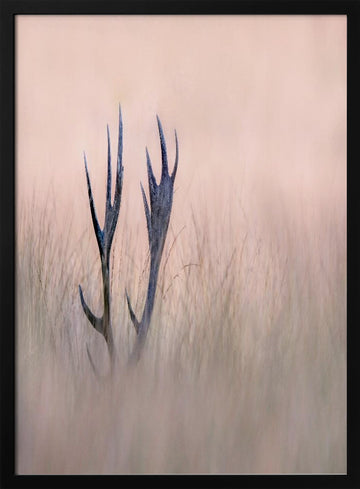 Ethereal Deer Antlers | Poster - Black Metal Frame Interior