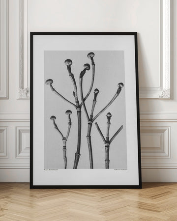 Cornus Florida | Poster - Room Interior 1