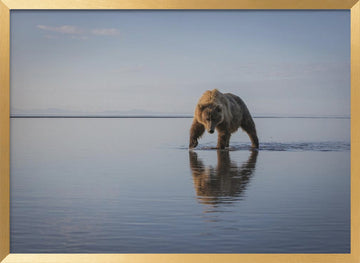 Majestic Bear Reflection | Poster - Gold Frame Interior