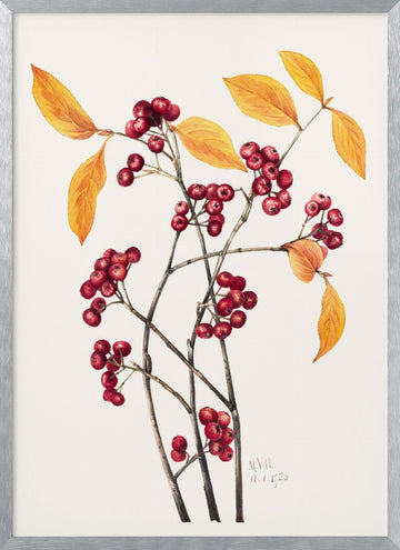 Red Chokeberry (1920) | Poster - Silver Frame Interior