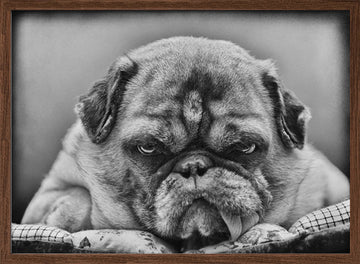 Grumpy Pug Portrait | Poster - Walnut Frame Interior