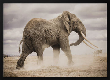 African Elephant Dust | Poster - Black Metal Frame Interior