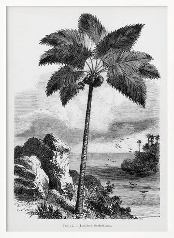 Vintage Palm Tree Drawing I | Poster - White Frame Interior