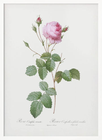 Crenate Leaved Cabbage Rose, Les Roses (1817–1824) | Poster - White Frame Interior