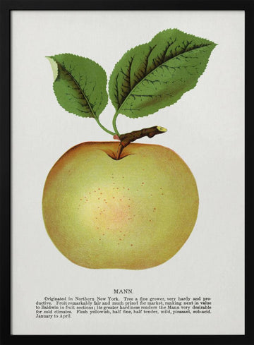 Mann Apple Lithograph | Poster - Black Metal Frame Interior