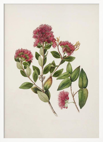 Rata By Sarah Featon (1848–1927) | Poster - White Frame Interior