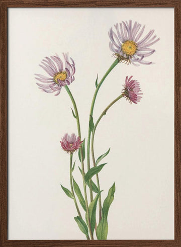 Alaska Fleabane From North American Wildflowers (1925) By Mary Vaux Walcott. | Poster - Walnut Frame Interior