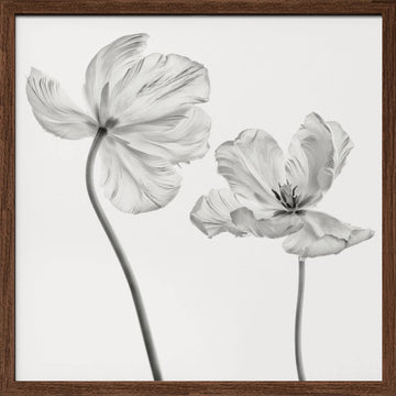 Graceful Monochrome Tulips | Poster - Walnut Frame Interior