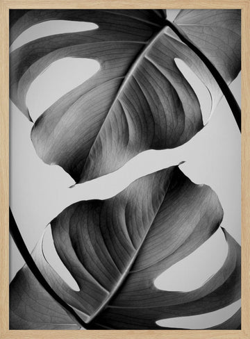 Tropical Monstera Forms | Poster - Wood Frame Interior