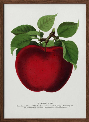 Mcintosh Red Apple Lithograph | Poster - Walnut Frame Interior