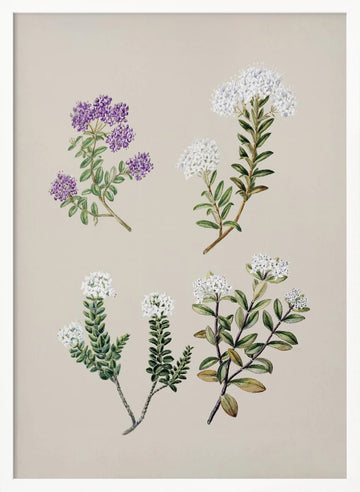 Veronica 4 Species Drawn By Sarah Featon (1848–1927) | Poster - White Frame Interior